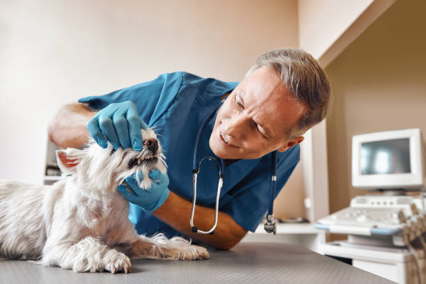 Best Weekend Emergency Dentist in Monticello, IL